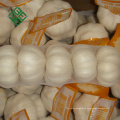 mejor precio puro del ajo blanco 3p en China